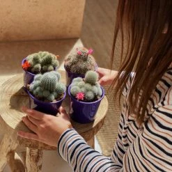 Full Sun Large Assorted Cacti Pack