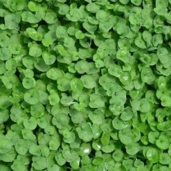Shrubs Ground Covers Dichondra Repens