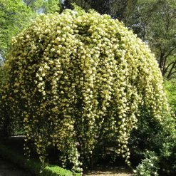 Shrubs Full Sun Rosa Banksiae Lutea