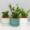 Pot + Plant Gift Box The Fern Gift Box - Pot + Plant + Soil Easy Care Plants