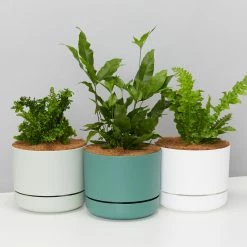 Pot + Plant Gift Box The Fern Gift Box - Pot + Plant + Soil Easy Care Plants