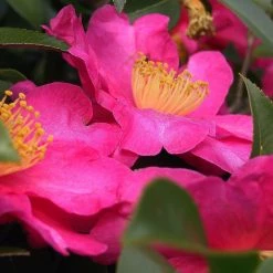 Hedge Shrubs Camellia Assorted Pack