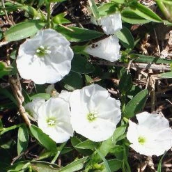 Shrubs Evolvulus Pilosus White