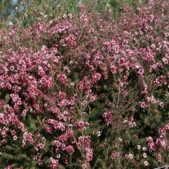 Shrubs Leptospermum Scoparium Ballerina Hedging Plants