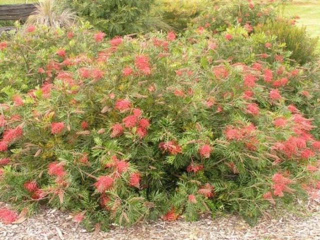 Hedge Shrubs Grevillea Robyn Gordon 7 Hedge Shrubs Grevillea Robyn Gordon