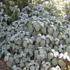 Shrubs Plectranthus Argentatus 12 Shrubs Plectranthus Argentatus