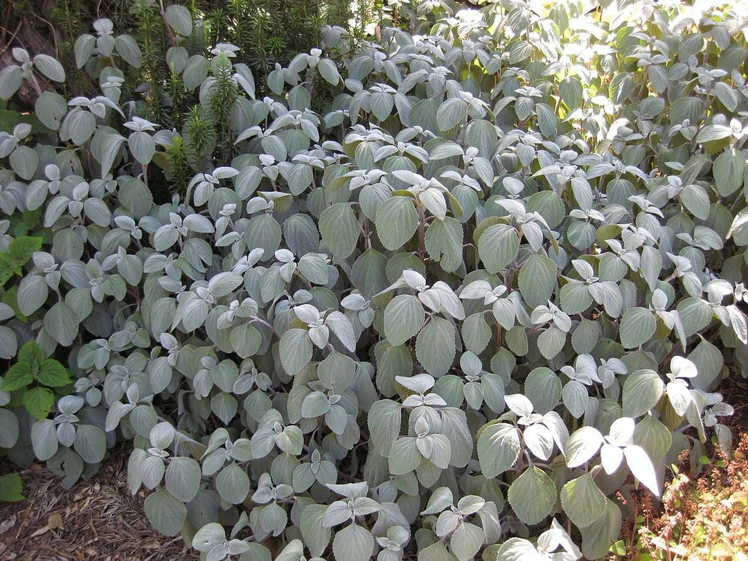 Shrubs Plectranthus Argentatus 7 Shrubs Plectranthus Argentatus