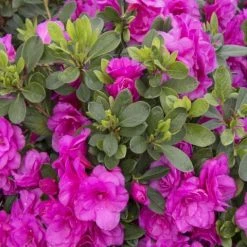 Shrubs Azalea Indica Happy Days