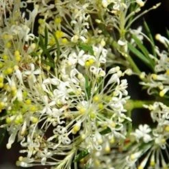 Shrubs Grevillea Curviloba
