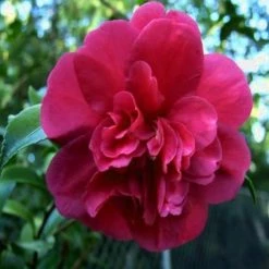 Hedge Camellia Sasanqua 'Bonanza' (cerise-red Flower) Shrubs