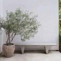 Shrubs Helena Heritage Olive Tree 10 Shrubs Helena Heritage Olive Tree