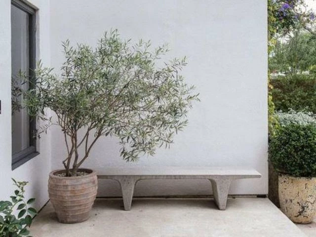 Shrubs Helena Heritage Olive Tree 5 Shrubs Helena Heritage Olive Tree