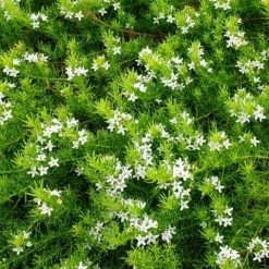 Shrubs Ground Covers Myoporum Parvifolium Fine Leaf
