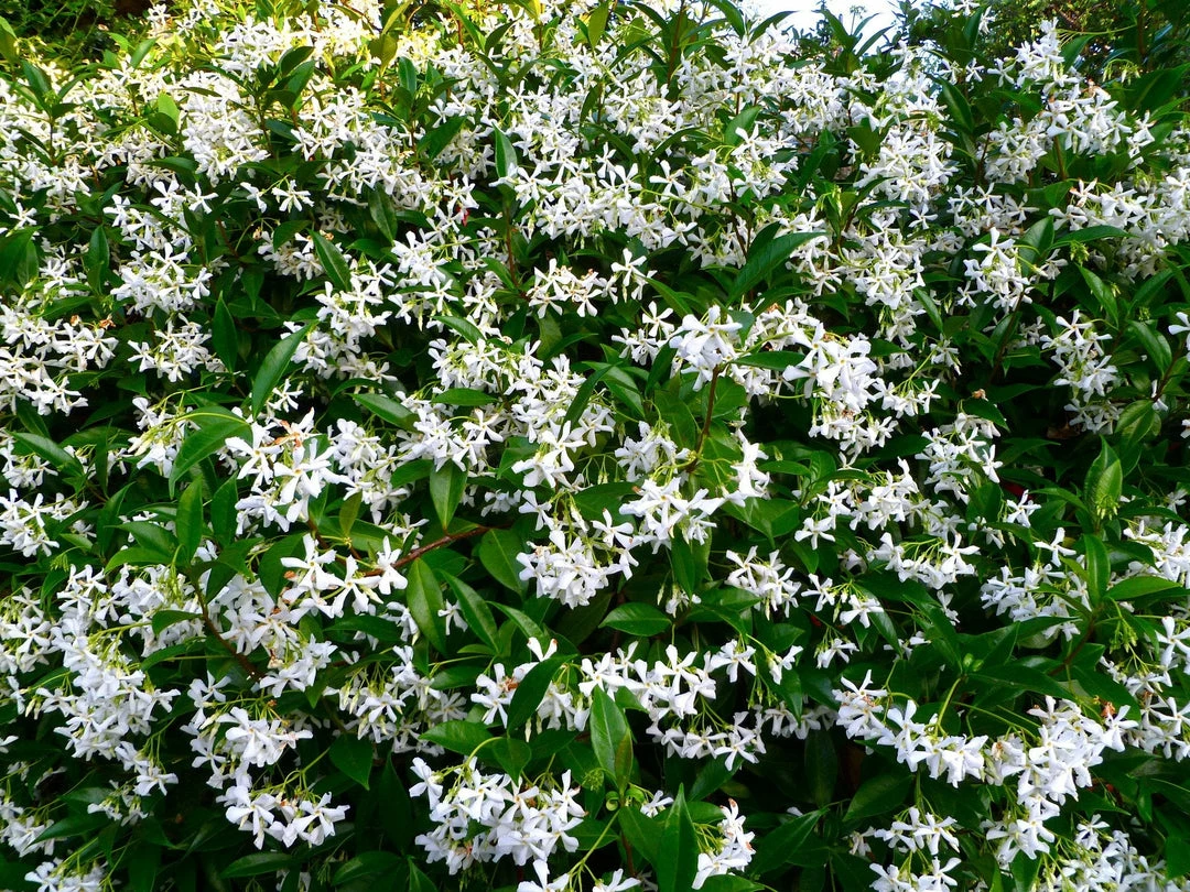 Hedge Star Jasmine Hedging Or Ground Cover Pack Hedging Plants 4 Hedge Star Jasmine Hedging Or Ground Cover Pack Hedging Plants