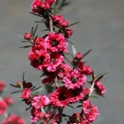Shrubs Hedging Plants Leptospermum Scoparium Burgundy Queen 11 Shrubs Hedging Plants Leptospermum Scoparium Burgundy Queen