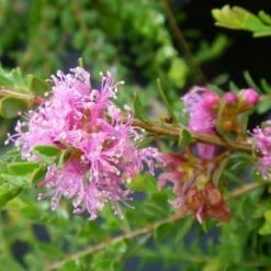 Shrubs Melaleuca Thymifolia Cotton Candy