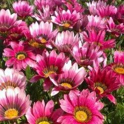 Shrubs Border Plants Gazania Rigens Pink 🌺 11 Shrubs Border Plants Gazania Rigens Pink 🌺