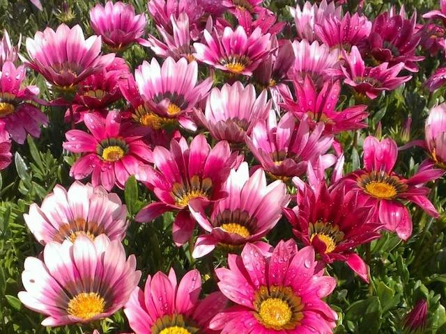 Shrubs Border Plants Gazania Rigens Pink 🌺 6 Shrubs Border Plants Gazania Rigens Pink 🌺