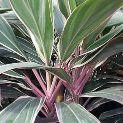 Shrubs Cordyline Pink Diamond