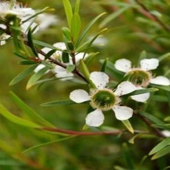 Shrubs Leptospermum Lemon Frost