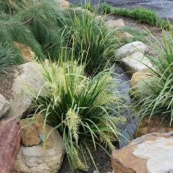 Shrubs Lomandra Hystrix Katie Belles Pbr Matt Rush Border Plants