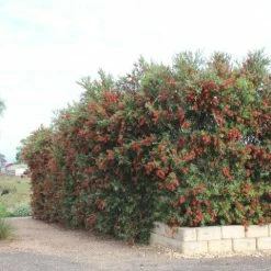 Ozbreed Shrubs Callistemon Viminalis Slim ‘CV01’ Native Hedge