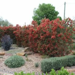 Ozbreed Shrubs Callistemon Viminalis Slim ‘CV01’ Native Hedge