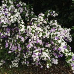 Shrubs Brunfelsia Latifolia Sweet Petite