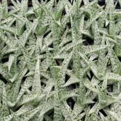 Succulents Aloe White Beauty - Pot + Plant Full Sun