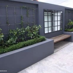 Hedge Murraya Min-a-Min Dwarf Hedging Pack