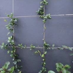 Hedge Star Jasmine Hedging Or Ground Cover Pack Hedging Plants 14 Hedge Star Jasmine Hedging Or Ground Cover Pack Hedging Plants