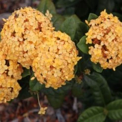 Shrubs Ixora Gold Malay