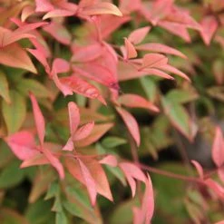 Hedge Nandina Domestica Nana