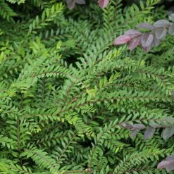 Shrubs Phyllanthus Multiflorus