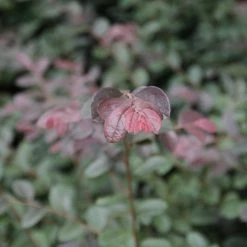 Hedge Loropetalum Chinense