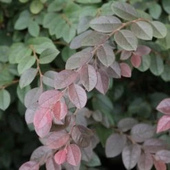Hedge Loropetalum Chinense