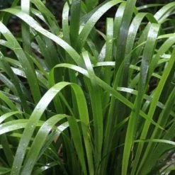 Shrubs Lomandra Hystrix - Mat Rush