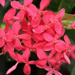 Shrubs Ixora Pink Malay