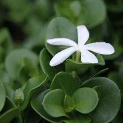 Hedge Carissa Grandiflora 'Desert Star'