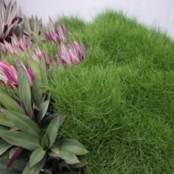 Shrubs Border Plants Tradescantia (Rhoeo) Dwarf