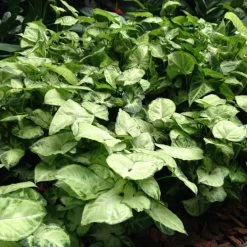 Indoor Garden Shrubs Syngonium Podophyllum Pixie 13 Indoor Garden Shrubs Syngonium Podophyllum Pixie