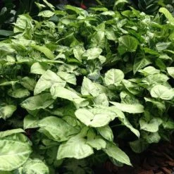 Indoor Garden Green Wall Pack - Indoors