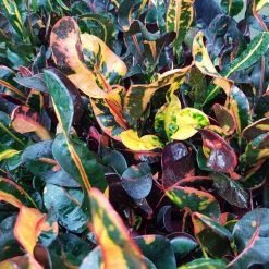 Shrubs Croton 'Mammy'