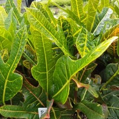 Shrubs Croton Excellent Border Plants