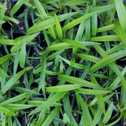 Shrubs Dianella Emerald Fountain