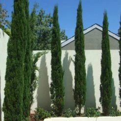 Hedge Cupressus Sempervirens 'Nitschke’s Needle'