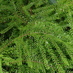 Shrubs Phyllanthus Multiflorus