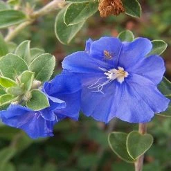 Shrubs Evolvulus Pilosus Blue