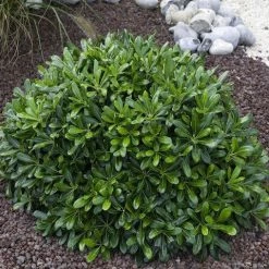 Shrubs Pittosporum Tobira Dwarf