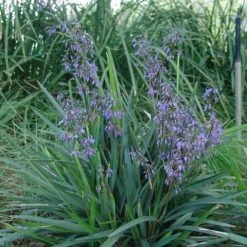 Shrubs Full Sun Dianella Brevipedunculata